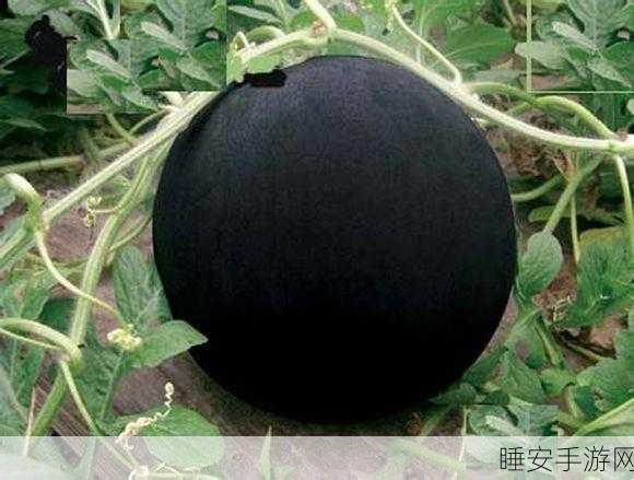 黑瓜料网:黑瓜料网:探索独特美味与健康生活的完美结合