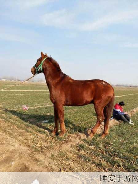 休闲养马新体验,养马传奇经营版震撼上线!