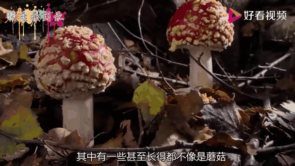 蘑菇网黑料爆料视频:揭露蘑菇网背后的黑暗真相与不为人知的内幕视频