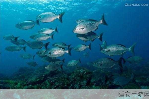 Atlantic ocean最新:探索大西洋的最新发现与生态变化趋势分析