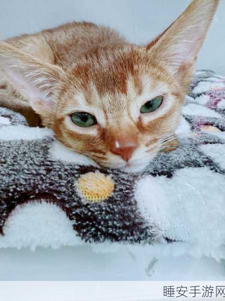 喵趣横生!猫饭屋2019烹饪大赛开启,喵星人厨师等你来挑战