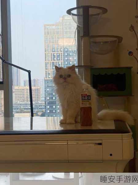 改写,2048猫咪天堂,萌宠合体,打造趣味休闲新体验