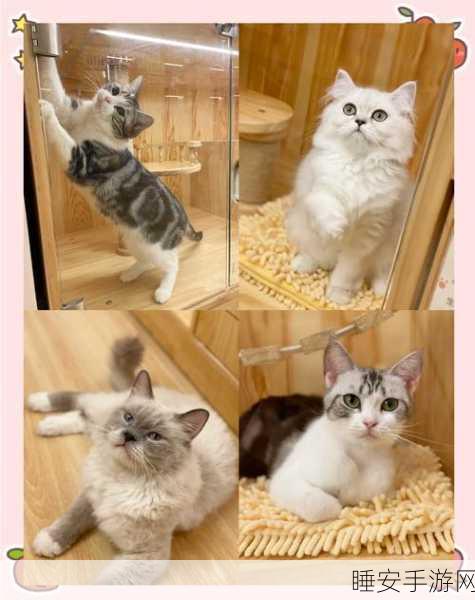 改写,2048猫咪天堂,萌宠合体,打造趣味休闲新体验