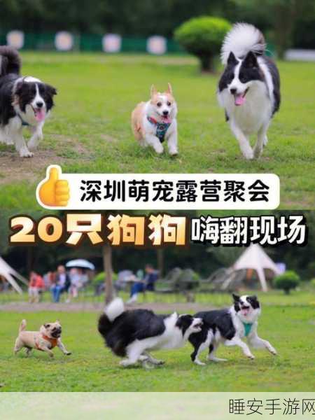 草莓甜心狗狗乐园,萌宠装扮大赛,打造专属时尚爱宠!