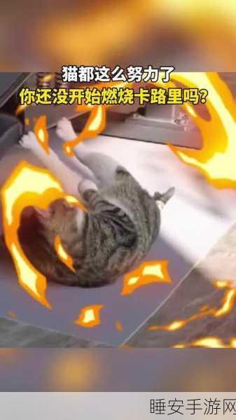 疯狂健身猫新版本上线，挑战趣味健身关卡，赢取专属奖励