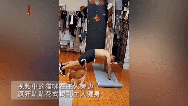 疯狂健身猫新版本上线，挑战趣味健身关卡，赢取专属奖励