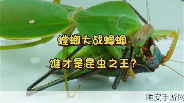 吞噬昆虫,进化无界,探索动物世界的休闲冒险之旅