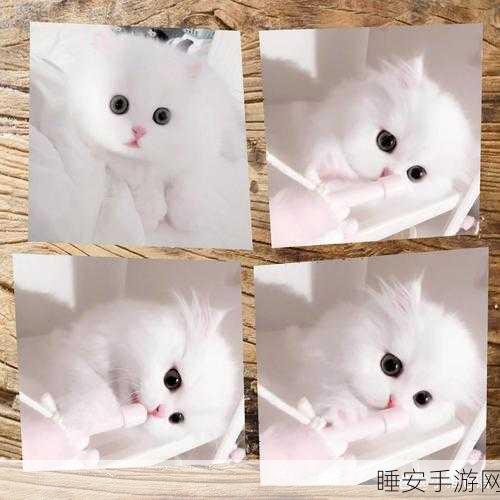 萌猫对决,Q萌休闲新体验,萌宠激战乐趣多