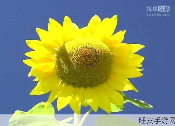 向日葵视频iOSwww免费观看视频:iOS版向日葵视频免费视频观看" 📱