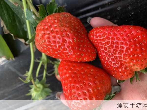 草莓网站在线观看网站资源浏览器:在线草莓网站资源查看器" 🍓