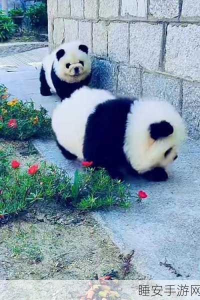 Chinesefree大白屁股:无拘无束的可爱小白"🐼
