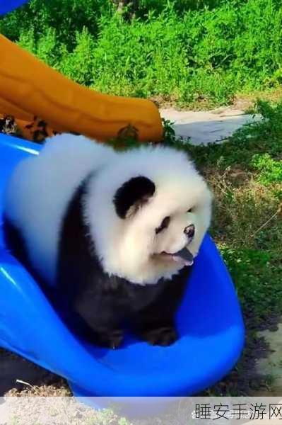 Chinesefree大白屁股:无拘无束的可爱小白"🐼