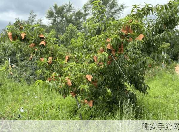 坤巴进入桃子:坤巴走进桃花源"🍑