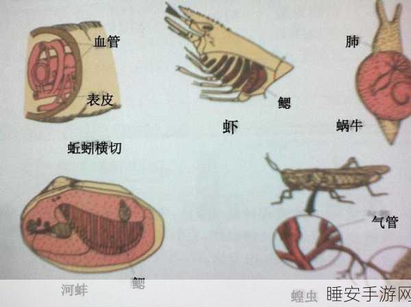 探秘绿海龟,呼吸器官究竟是鳃还是肺?