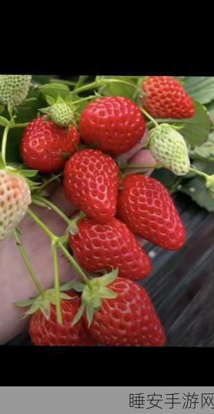 草莓视频污污污:草莓视频乐趣无穷"🍓