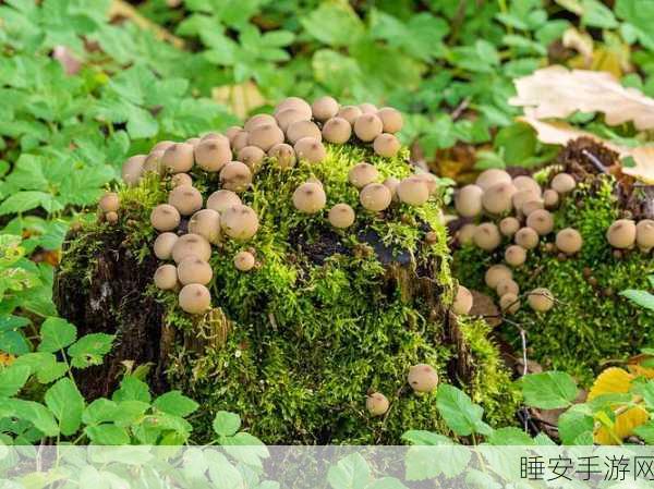 大蘑菇进入子宫的10个原因:10个原因说明大蘑菇为何会进入子宫" 🍄