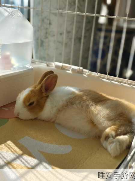老师的兔兔在衬衫里抖来去:老师的兔子在衬衫里摇摆不定" 🐇