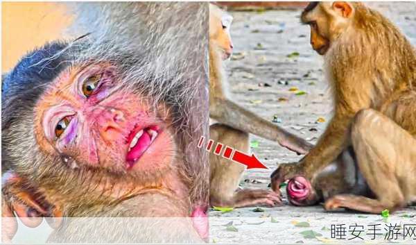 拨萝卜生猴子:栽种萝卜引来了猴子" 🐒
