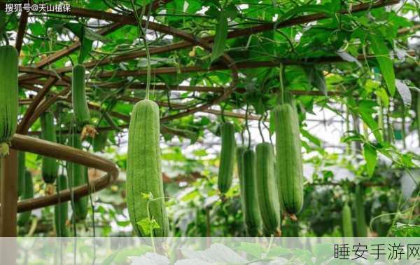 丝瓜视频污:丝瓜视频分享" 🍀