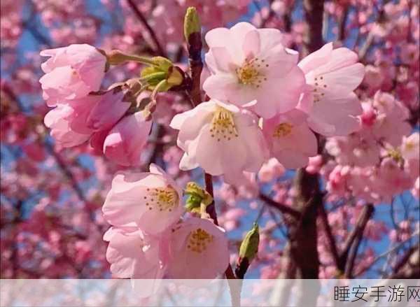 桃红色进口主打:桃红色进口精选"🌸