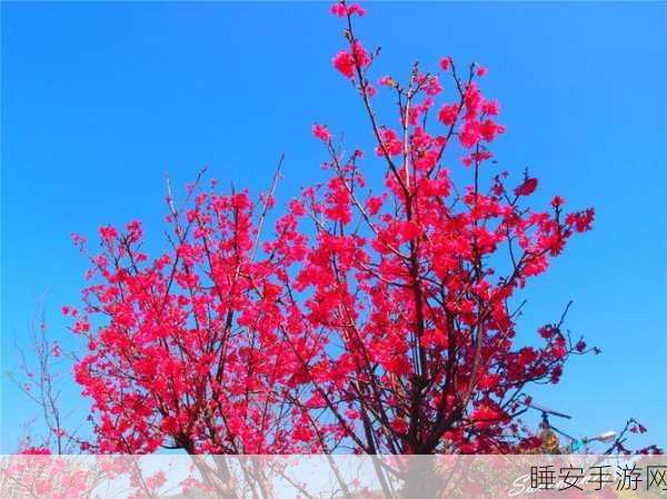 桃红色进口主打:桃红色进口精选"🌸