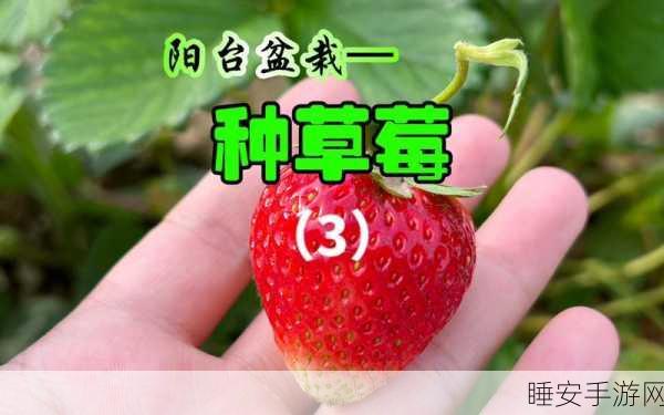 草莓视频69:草莓视频极速版" 🍓