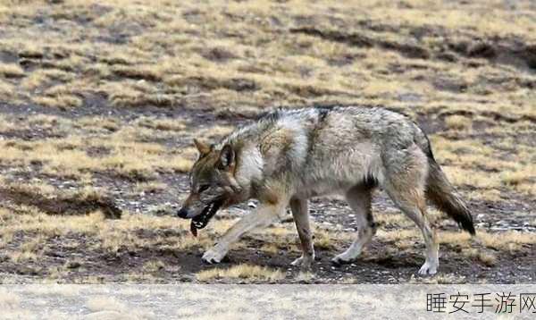 仙踪林老狼:梦幻森林中的老狼" 🐺