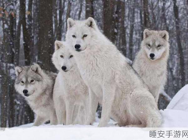 仙踪林老狼:梦幻森林中的老狼" 🐺