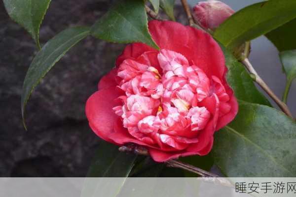 探秘我自为道南晚花,功能与玩法全解析