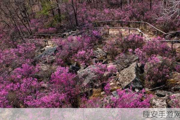 探秘我自为道南晚花,功能与玩法全解析