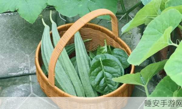 丝瓜视频草莓视频:“丝瓜与草莓视听盛宴”🎉