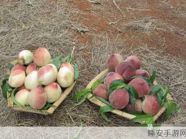 昆昆嗟桃子:昆昆品桃子" 🍑