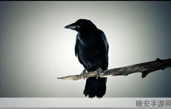 乌鸦重做:乌鸦重塑" 🐦