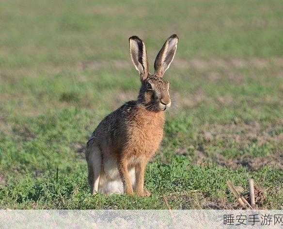 17.c草:草地上的17只兔子" 🐇