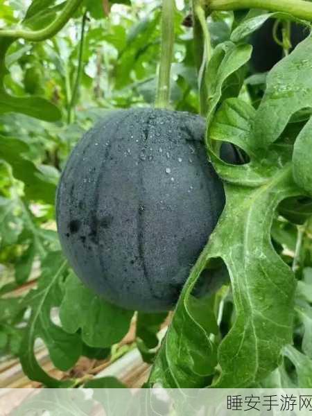 718黑瓜吃料:718黑瓜美味探索" 🍉