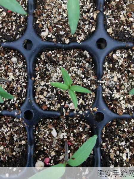 四叶草实验室研究所2023:2023年四叶草实验室研究中心" 🌱