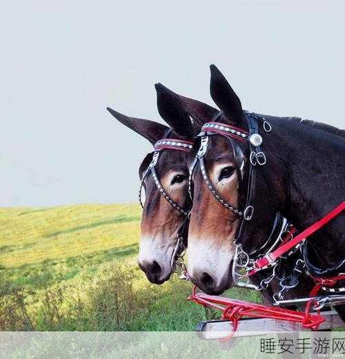 人马牲畜:“人马共生”🐴