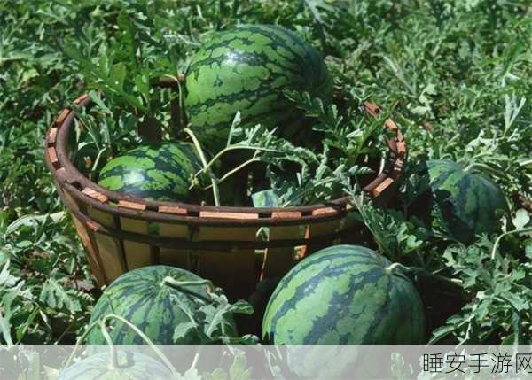 51吃瓜黄:51瓜农故事" 🍉