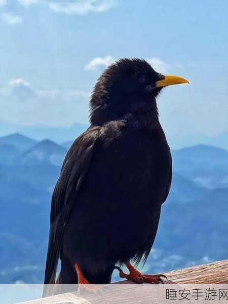 入禽太深hd高清免费影视:深入鸟类世界高清影视" 🦜