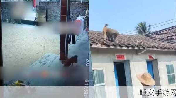 二人一起生猴子全程不盖被子:两人共同育猴全程不盖被" 😂