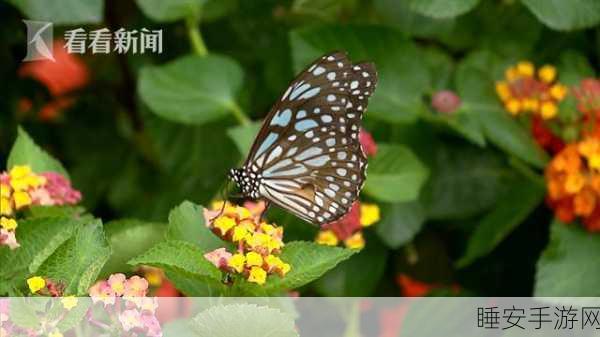 蝴蝶传媒4.17：蝶舞传媒4.17＂ 🦋
