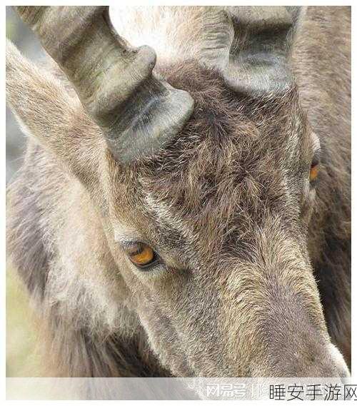 苔原山羊:北极山羊" 🐐