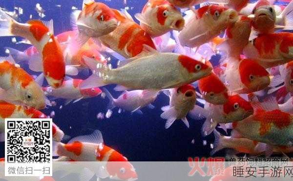 锦鲤刷刷红包版火爆上线,休闲益智赢大奖,挑战你的智慧极限!