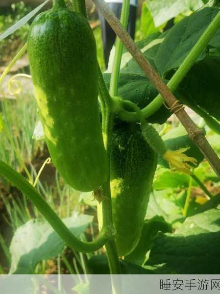 茄子香蕉丝瓜秋葵:多彩蔬果:茄子、香蕉、丝瓜与秋葵" 🍆