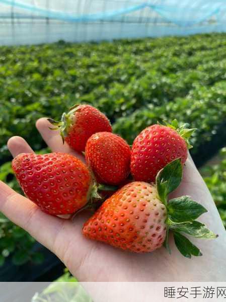草莓视频在线看:在线观看草莓视频" 🍓