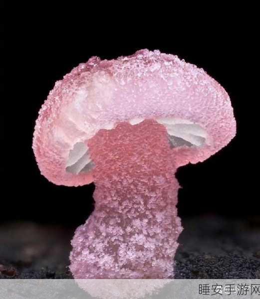 蘑菇视频黑料:蘑菇视频内幕曝光" 🔍