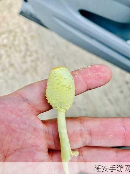 蘑菇视频黑料:蘑菇视频内幕曝光" 🔍