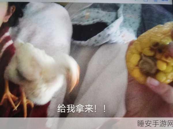 小鸡争夺战火爆上线!多人休闲对战,趣味无穷!