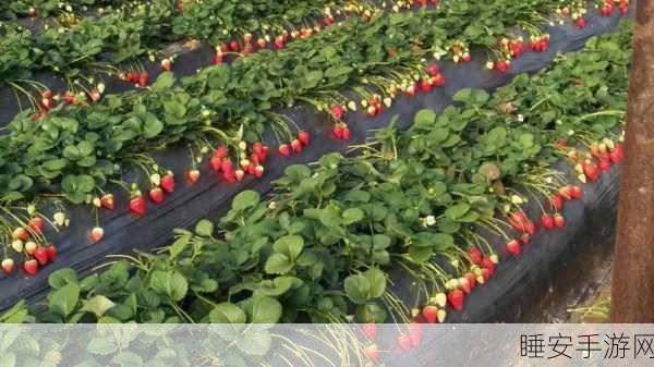 草莓视频你懂的:草莓视频你知道的" 🍓