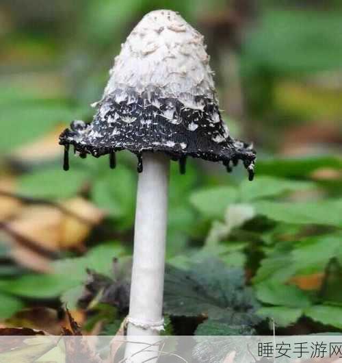 戴璐蘑菇:乐观的蘑菇" 🍄
